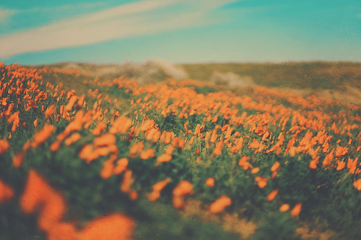 orange flower field under white cloud blue skies at daytime