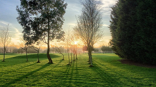 photo of trees on green grass field thumbnail
