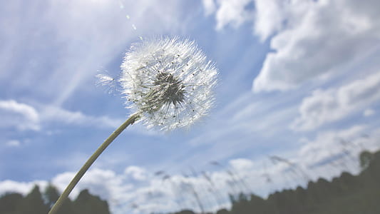 nature, plant, blur, flower thumbnail