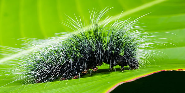 green fur insect thumbnail