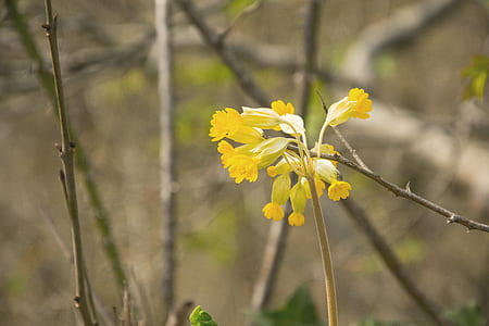 yellow petaled flowers at daytime thumbnail