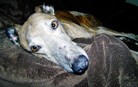 adult brindle greyhound lying on black textile thumbnail
