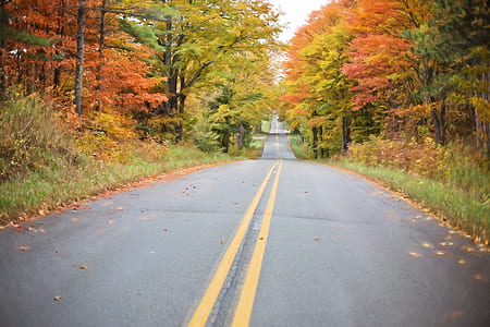 photo of road between trees thumbnail