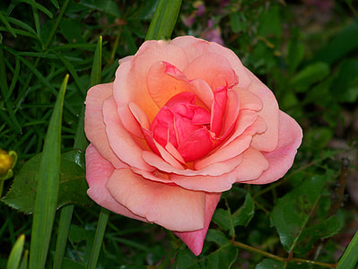 close-up photography of pink rose flower thumbnail
