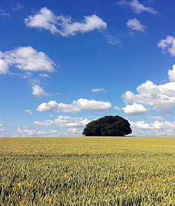 Green Leaf Tree and Grass Field Under Blue Sky and White Clouds thumbnail