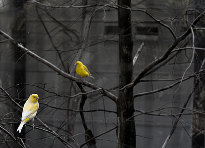 yellow and white birds on black tree branches thumbnail