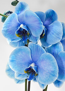 closeup photo of blue orchid moths thumbnail
