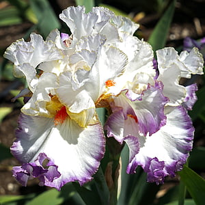 white, yellow, and purple Iris flower macro photography thumbnail