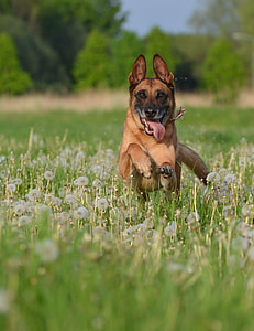 Malinois, Dandelion Meadow thumbnail