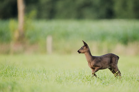 brown animal running on grass field thumbnail