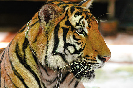 tiger on ground in closeup thumbnail