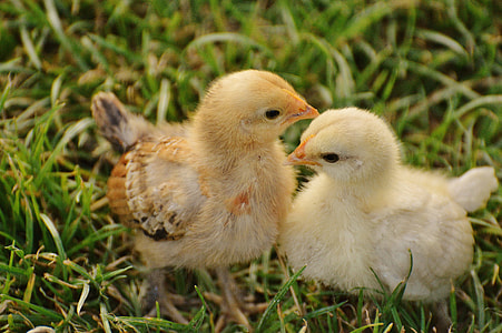 two yellow chicks on green grass during daytime thumbnail