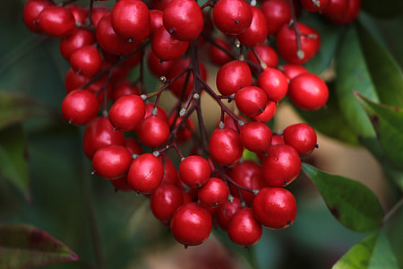 selective focus photography of red berries thumbnail