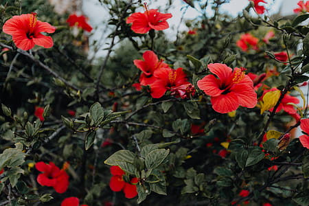 A red hibiscus flowers, Portugal thumbnail
