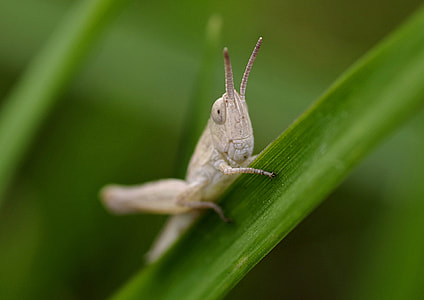Grasshopper, Insect thumbnail