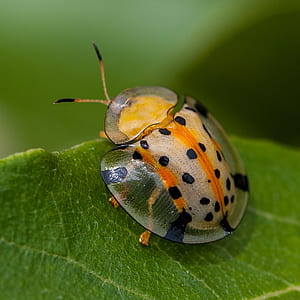 macro photo of spotted shield bug on leaf thumbnail
