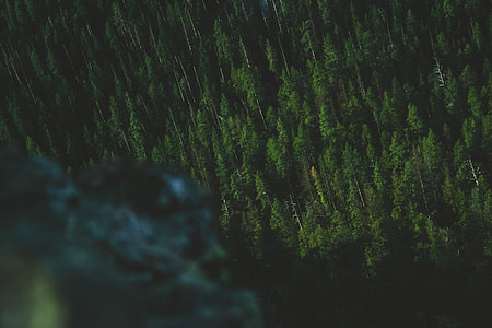 aerial view photography of forst thumbnail
