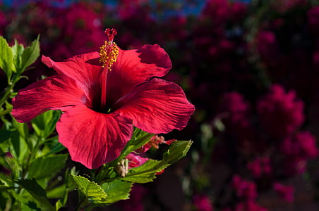 selective focus photography of pink hibiscus flower thumbnail