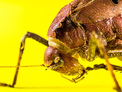 macro photography of brown grasshopper thumbnail