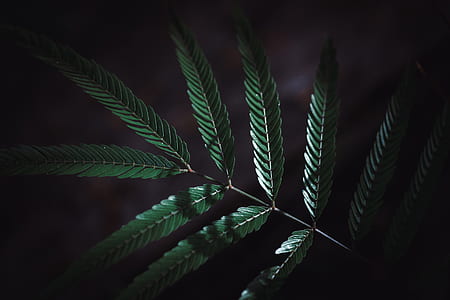 green leafed plant thumbnail
