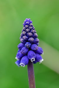 selective focus photography purple petaled flower buds thumbnail