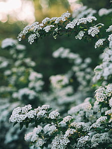 selective focus photo of white petaled flowers at daytime thumbnail