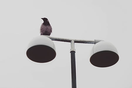 black bird resting on lamp post thumbnail