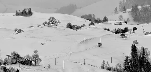 grayscale photo of pine trees surrounded by snow thumbnail