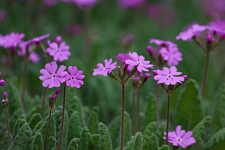 purple flowering plant thumbnail
