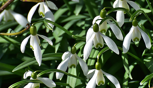 close-up photo of white petaled flowers thumbnail