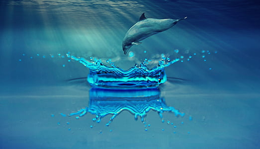 blue dolphin thumbnail