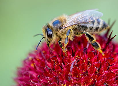 macro photography of honey bee on flower thumbnail