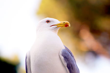 Micro Photography of White and Grey Bird thumbnail