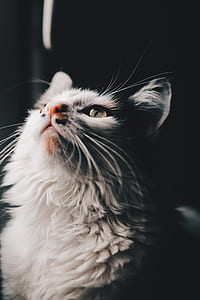 photo of short-fur white cat thumbnail