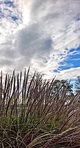 brown leafed grass thumbnail