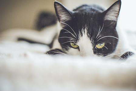 Close-up Photography of a Tuxedo Cat thumbnail