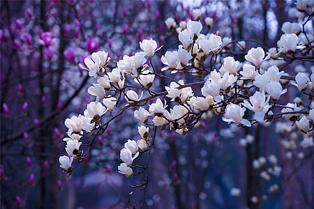 white magnolia tree in bloom close up photo thumbnail