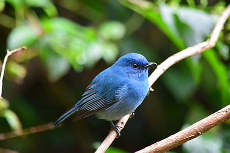 Blue Bird thumbnail