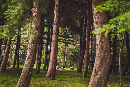 green leaf trees at daytime thumbnail