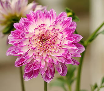 pink and white flower thumbnail