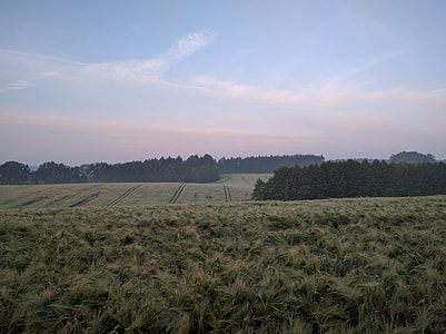 green grass field with trees under blue sky thumbnail