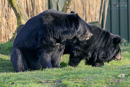 two black bears on grass near tree thumbnail