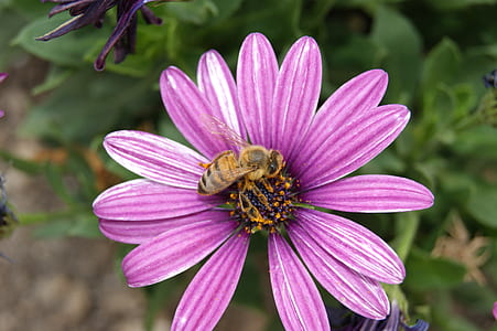 bumblebee feeding on pink flower thumbnail