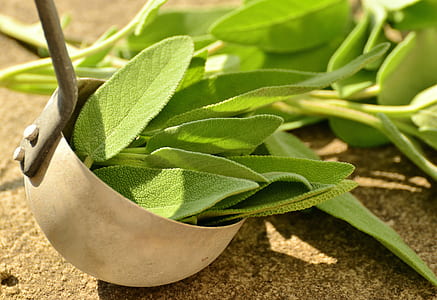 green leafed plants thumbnail
