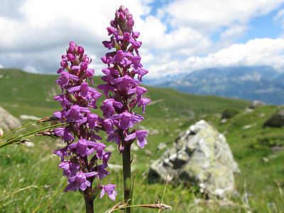 Wild Orchid, Fleur Des Champs thumbnail