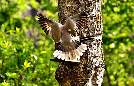 photography of gray bird on tree trunk thumbnail