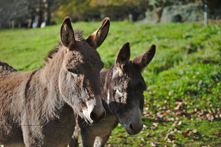 Two Brown Donkeys thumbnail