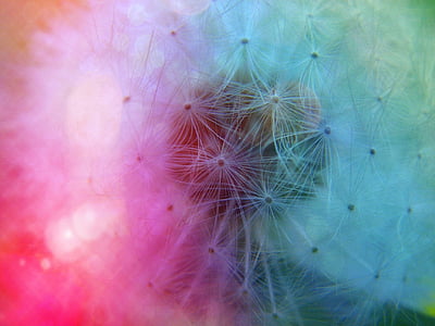 multicolor dandelion flower thumbnail