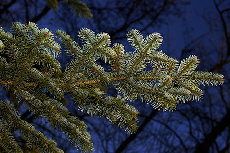 green leaf close-up photography thumbnail