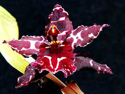 photo of white and red Orchid flower thumbnail